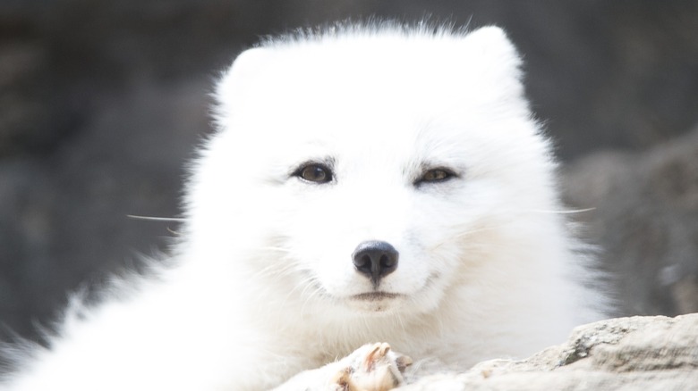 Arctic fox facing the camera