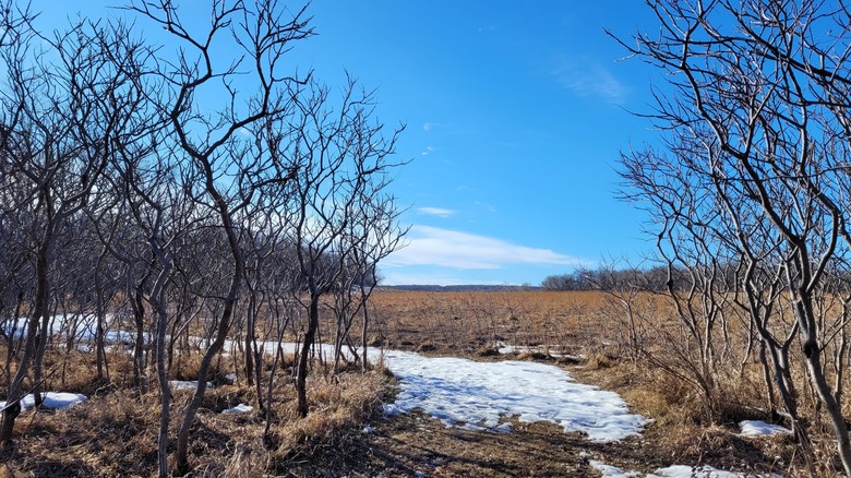 Some snow and bare trees at Grahams Island State Park