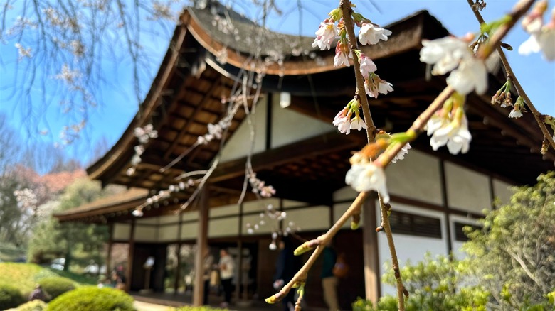 Closeup of cherry blossom with Japanese-style pagoda