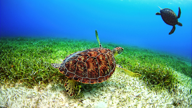 Turtles swimming together in Puerto Rico's waters