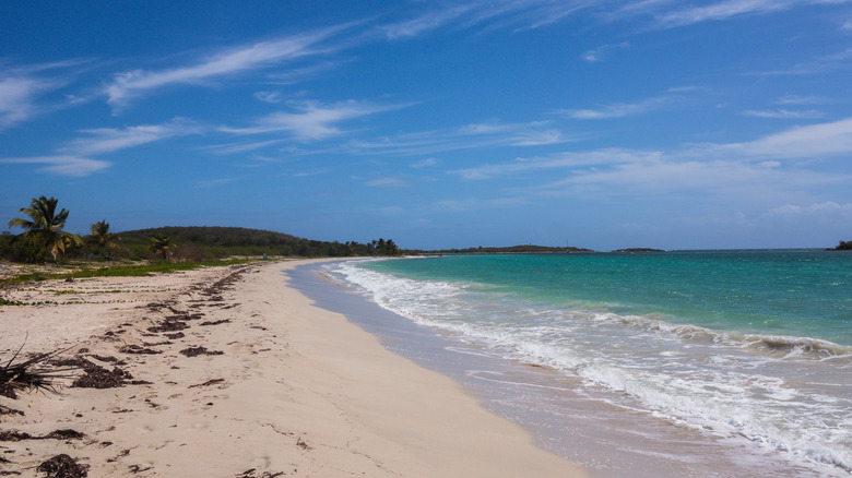 White-sand beach with seaweed in Vieques, Puerto Rico