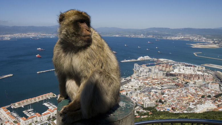 Macaque monkey sittign on railing with view of sea and mountains behind