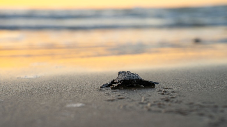 baby sea turtle at beach