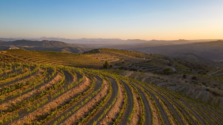 Steep vineyards in Priorat region