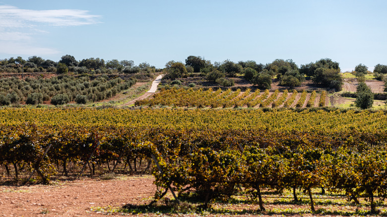 Vineyard in the Priorat region