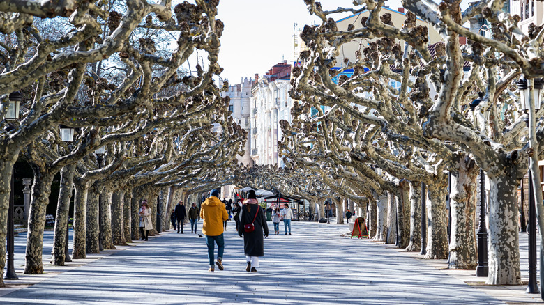 Knotted trees along the Paseo del Espolón in Burgos, Spain