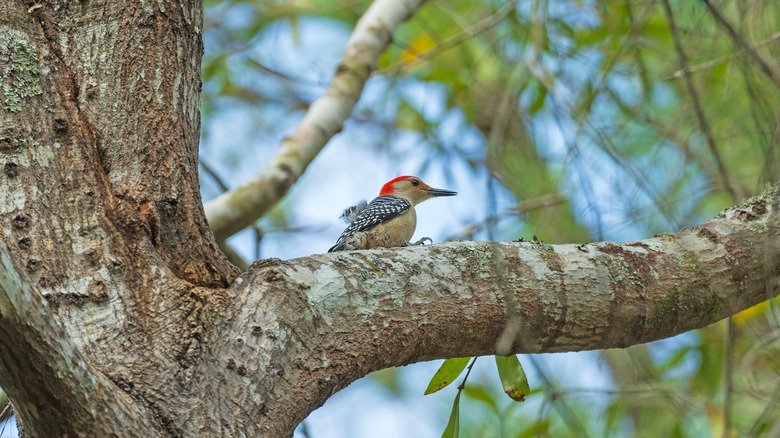 Big Thicket red-bellied woodpecker