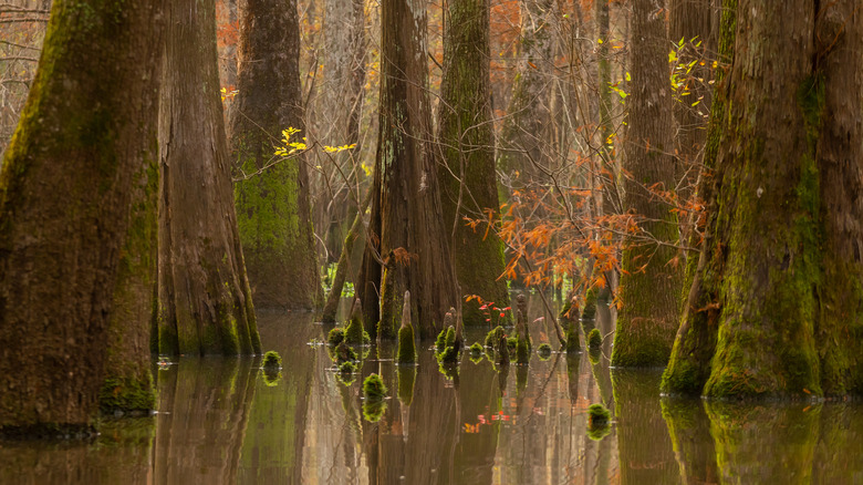 Cypress grove swamp