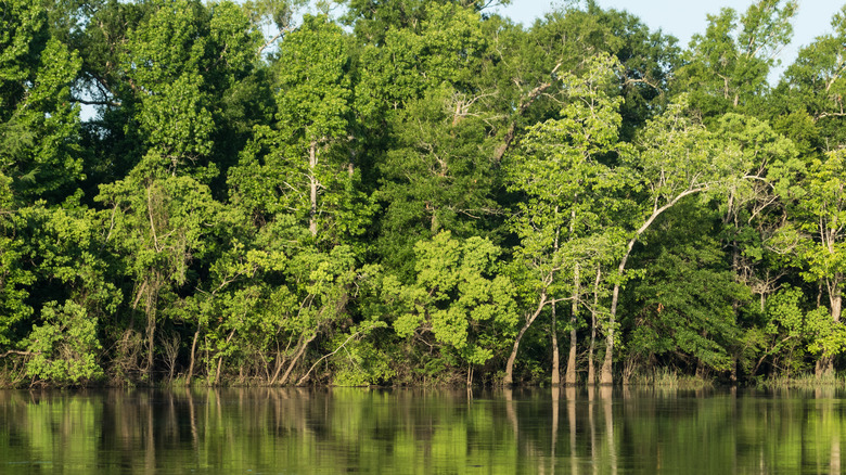 Big Thicket Preserve tree reflection