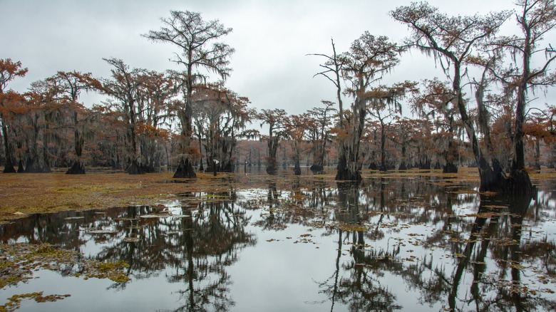 Caddo lake with trees reflected in water, in Jefferson, Texas