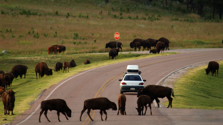 Young bison block road