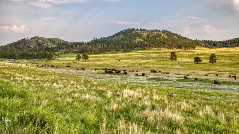 Bison at Wind Cave National Park