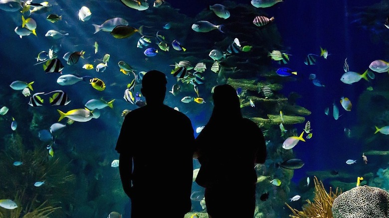 Children watching tropical aquarium fish