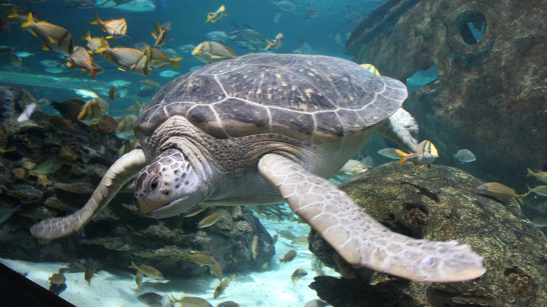 Giant sea turtle