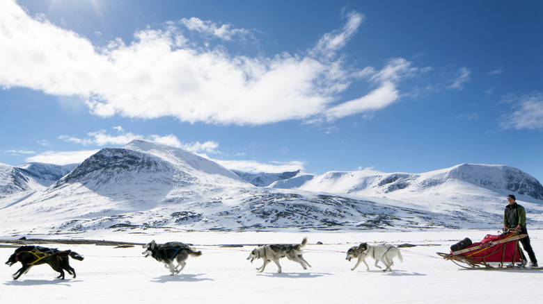 Dog sledding in Abisko National Park, Sweden