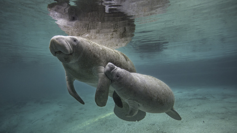 Florida manatees swimming through shallow water