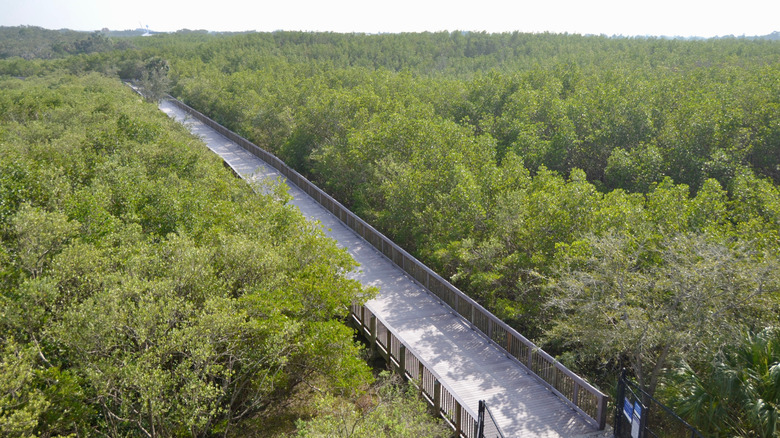 Boardwalk nature trail at the Manatee Viewing Center