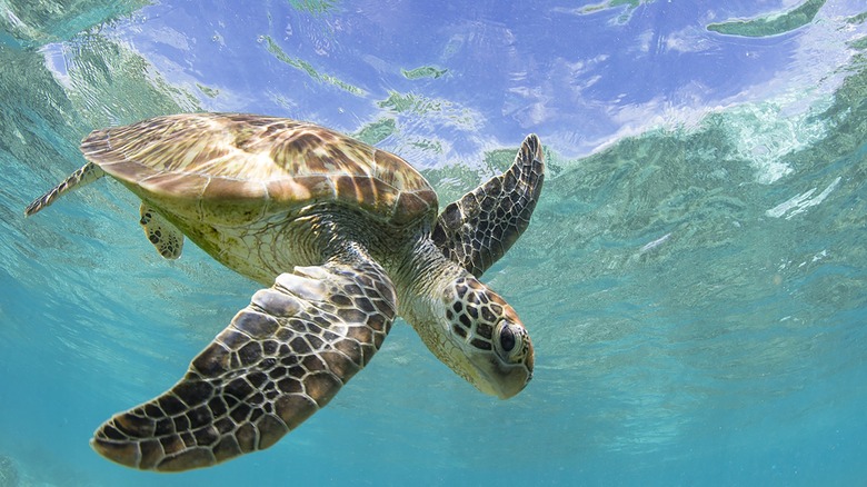 A sea turtle swimming in crystalline water