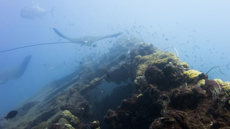 The wreck of the S.S. Yongala in Australia's Great Barrier Reef