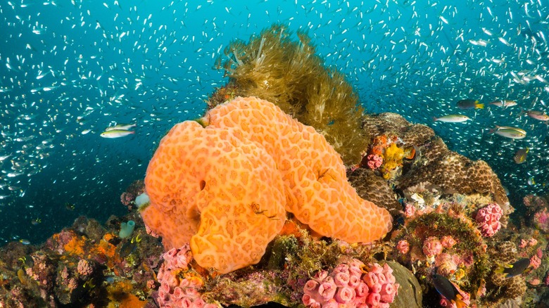 Sponges, coral, and glassfish at the S.S. Yongala shipwreck site