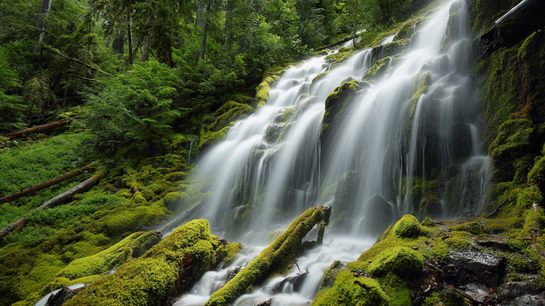 Proxy Falls flowing over mossy terrain in Oregon