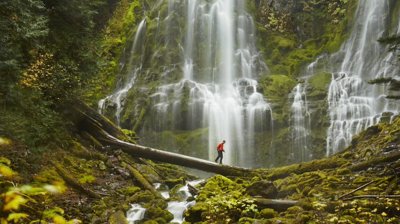 A person walking on a log near Proxy Falls in Oregon