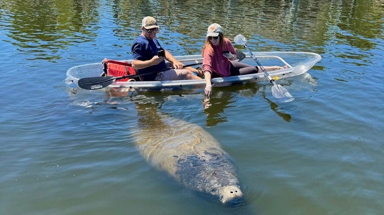 Clear Kayakers and a manatee