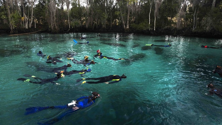 Snorkelers with manatees