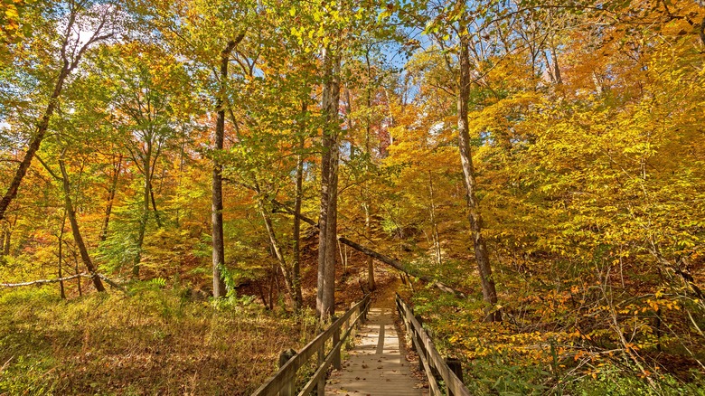 bridge in autumn brown county state park, Illinois