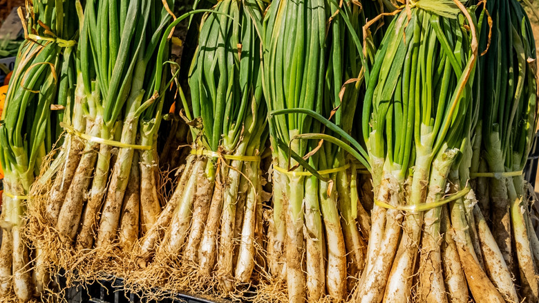 long green onions bound for market