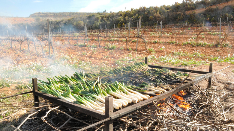 calçots roasting on Spanish farm