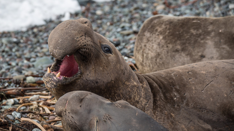 Elephant seals at Piedras Blancas Rookery in California