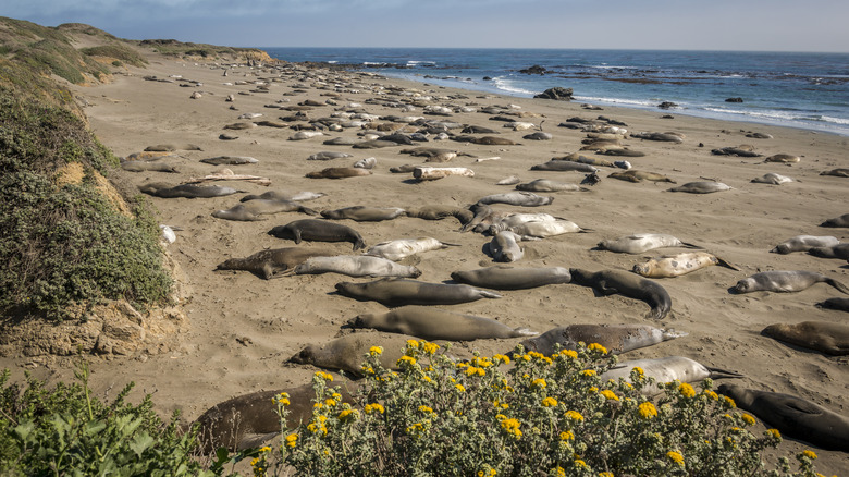 Elephant seals at Piedras Blancas Rookery in California