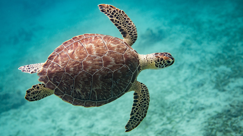 Swimming sea turtle