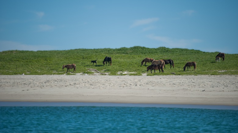 Wild horses on sand dunes at Sable Island, Canada