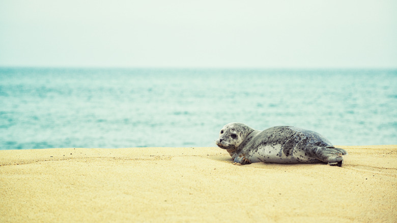 Grey seal pup on beach of Sable Island, Canada