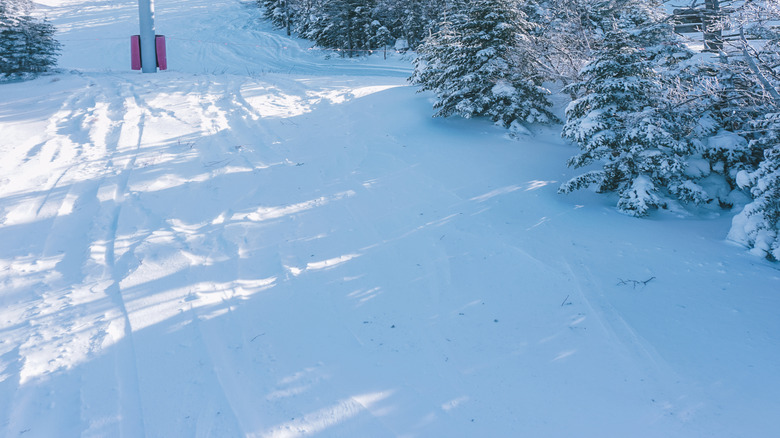 Ski lifts operating above a snow-covered forest in Maine