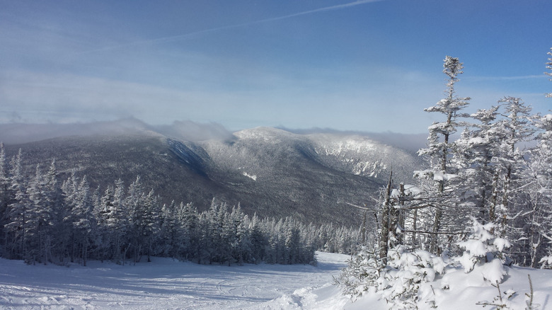 A snowy forest view of Sugarloaf