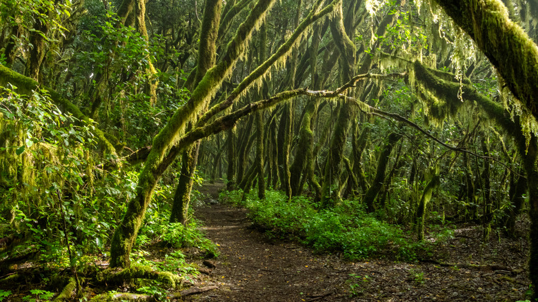 Moss-covered trees in La Gomera