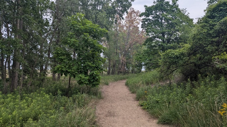 Path at Headlands Dunes State Nature Preserve