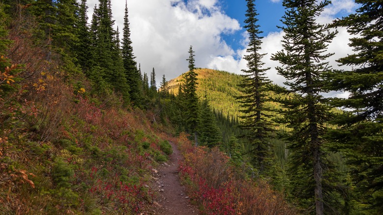 View from Huckleberry Lookout Trail in Glacier National Park, Montana