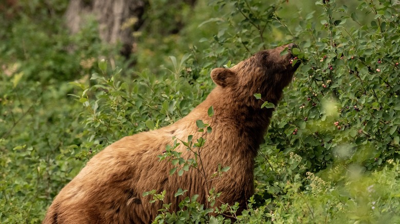 Grizzly bear eating huckleberries off a bush in Glacier National Park, Montana