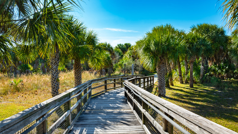 Boardwalk lined by palm trees