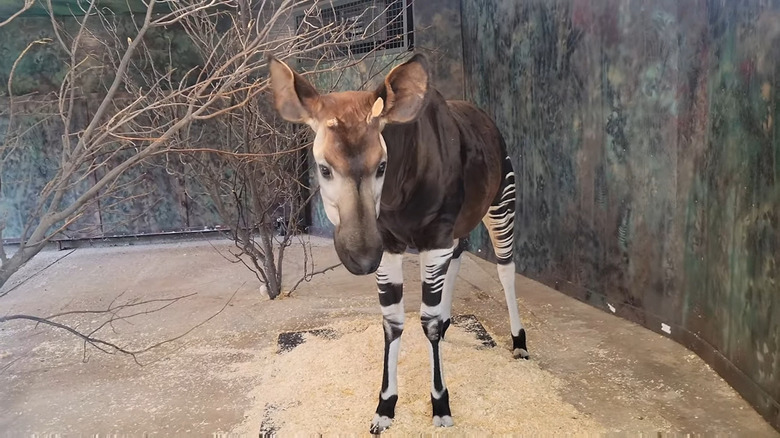 Okapi at Roosevelt Park Zoo