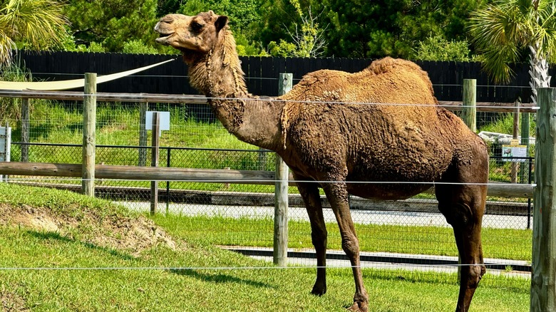 Camel at Alabama Gulf Coast Zoo