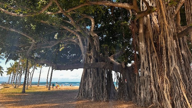 Banyan trees in Kapiolani Park