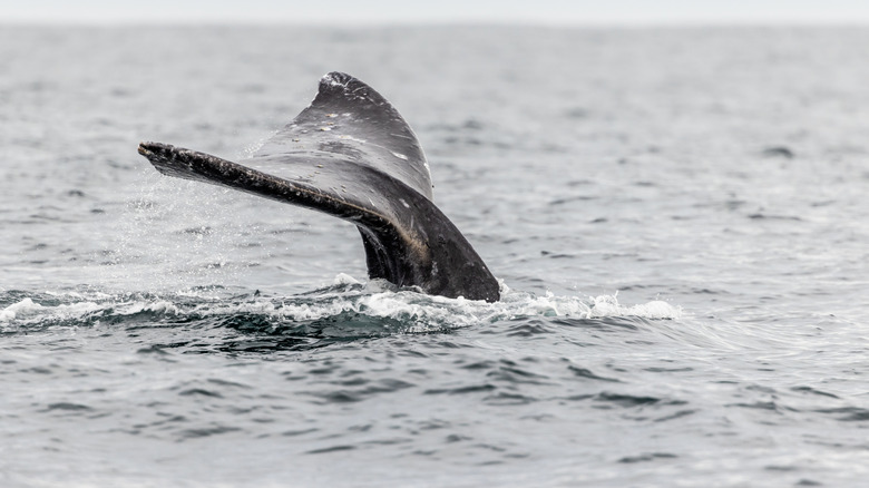 Gray whale tail