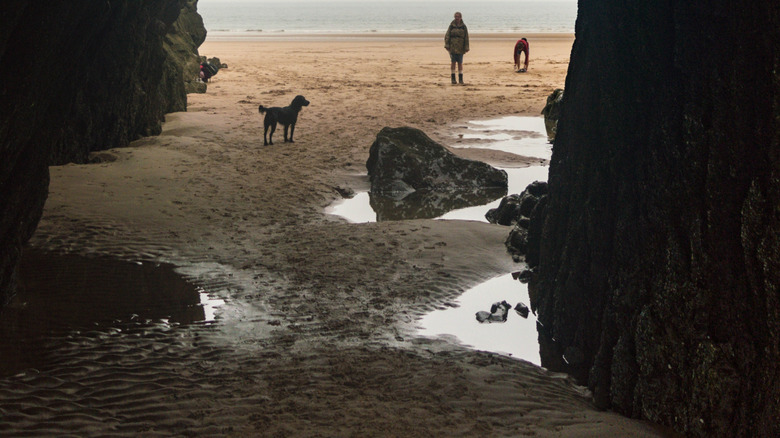 Three Cliffs Bay beach Wales dog rock formation