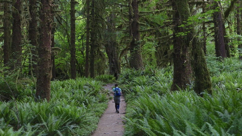 hiker on the Hoh River Trail in Washington