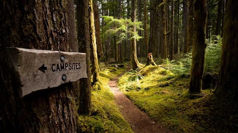 trail in the Olympic National Park's Hoh Rain Forest in Washington